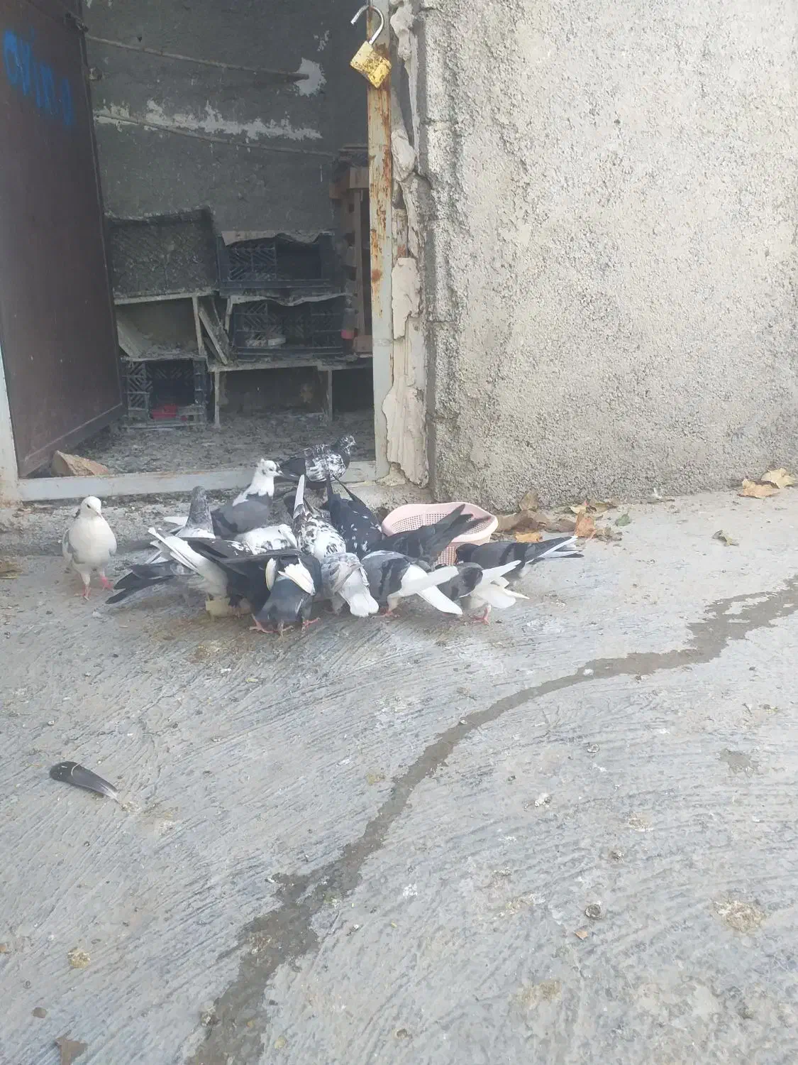 پرنده|پرنده|کارزان, |دیوار