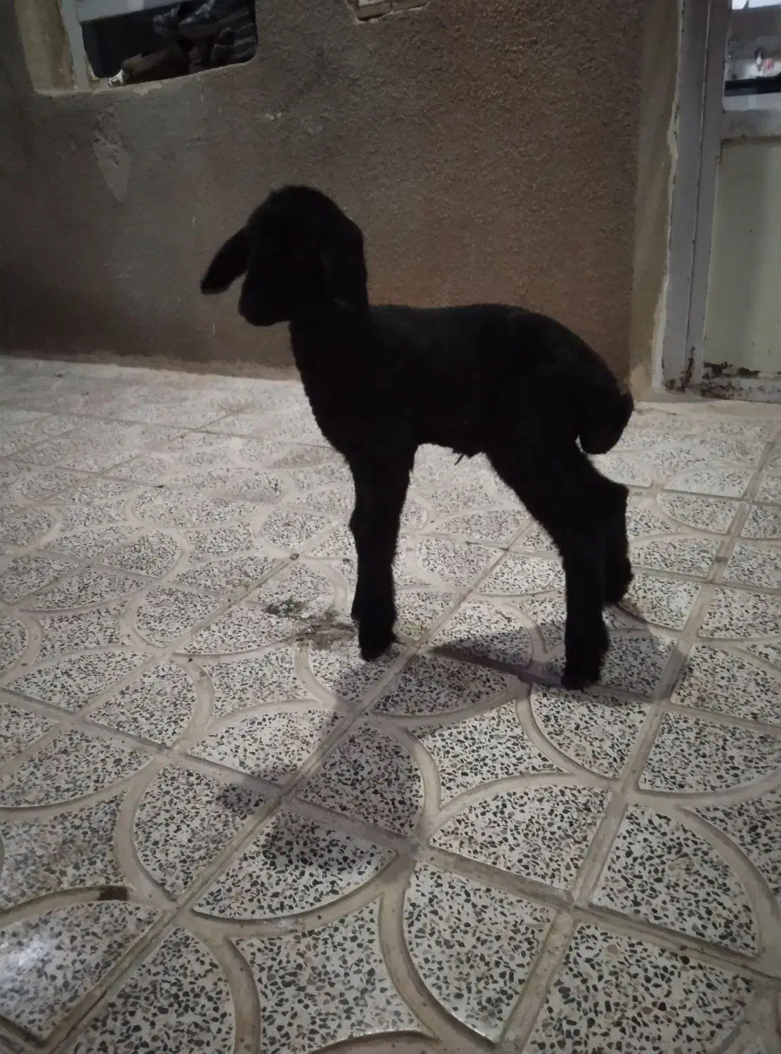 بره|حیوانات مزرعه|کوهدشت, |دیوار