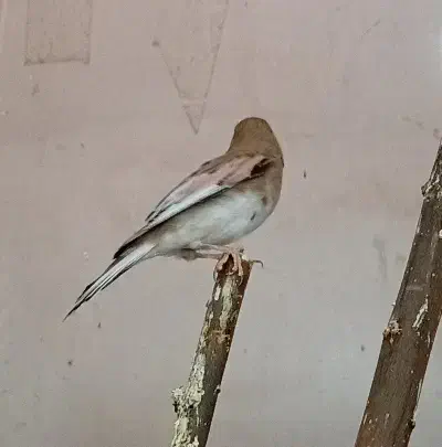 سهره|پرنده|ساوه, |دیوار