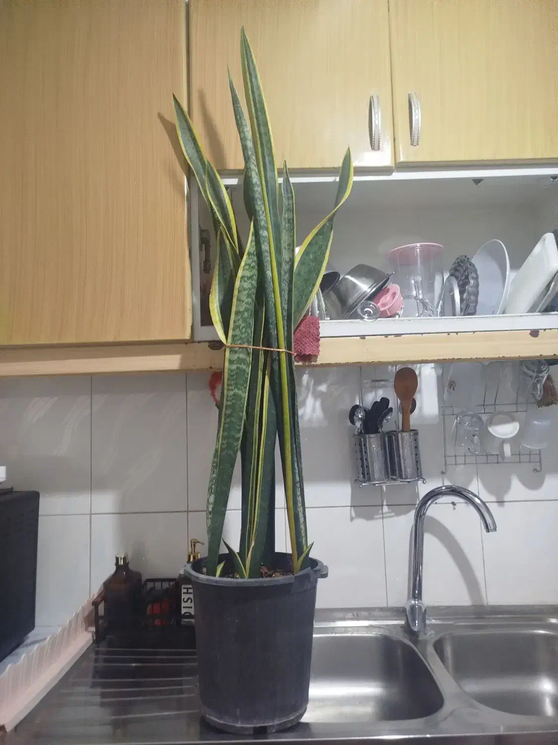 گل فروشی|گل و گیاه طبیعی|اراک, |دیوار