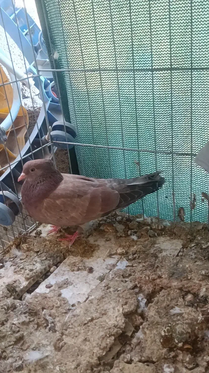 قلمکار سو قدیم و یک عدد سرور|پرنده|بندرعباس, |دیوار