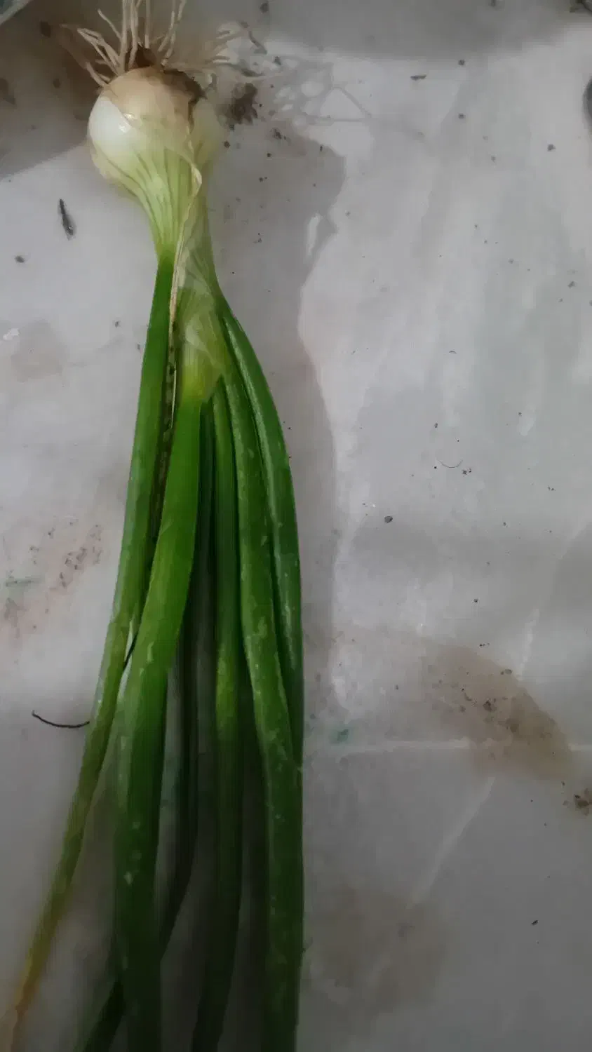 نهال پیاز تفتان سفید پاکتی|گل و گیاه طبیعی|اسفندقه, |دیوار