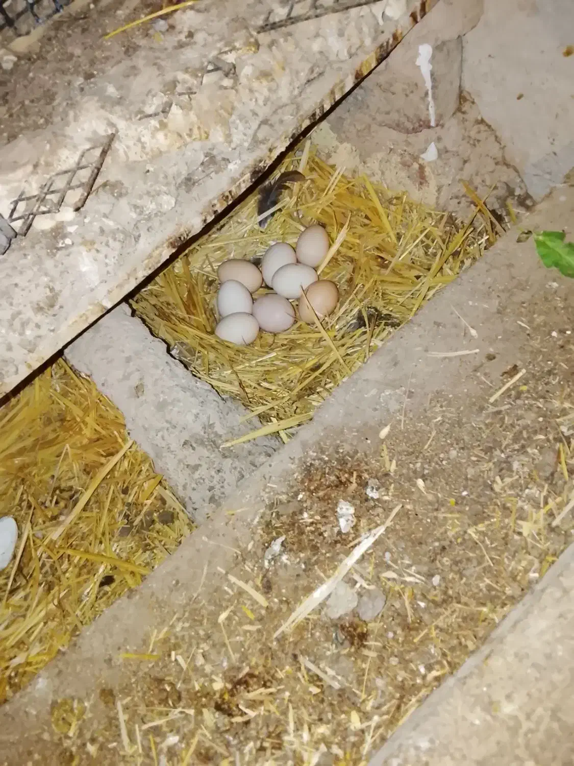 تخم مرغ محلی|حیوانات مزرعه|ماهدشت, |دیوار