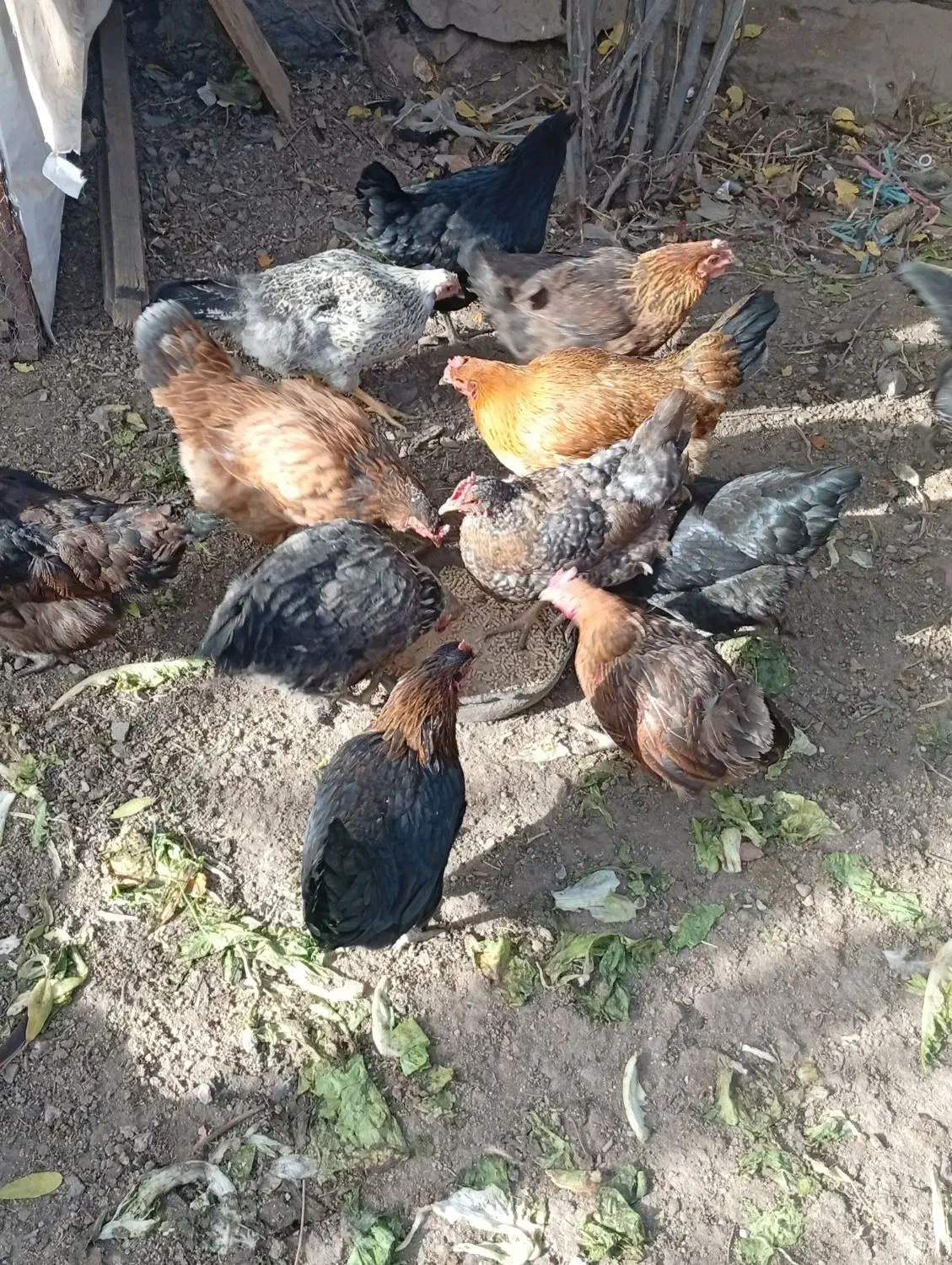 14عددمرغ رسمی تخم گذارفروشی|حیوانات مزرعه|تفرش, |دیوار