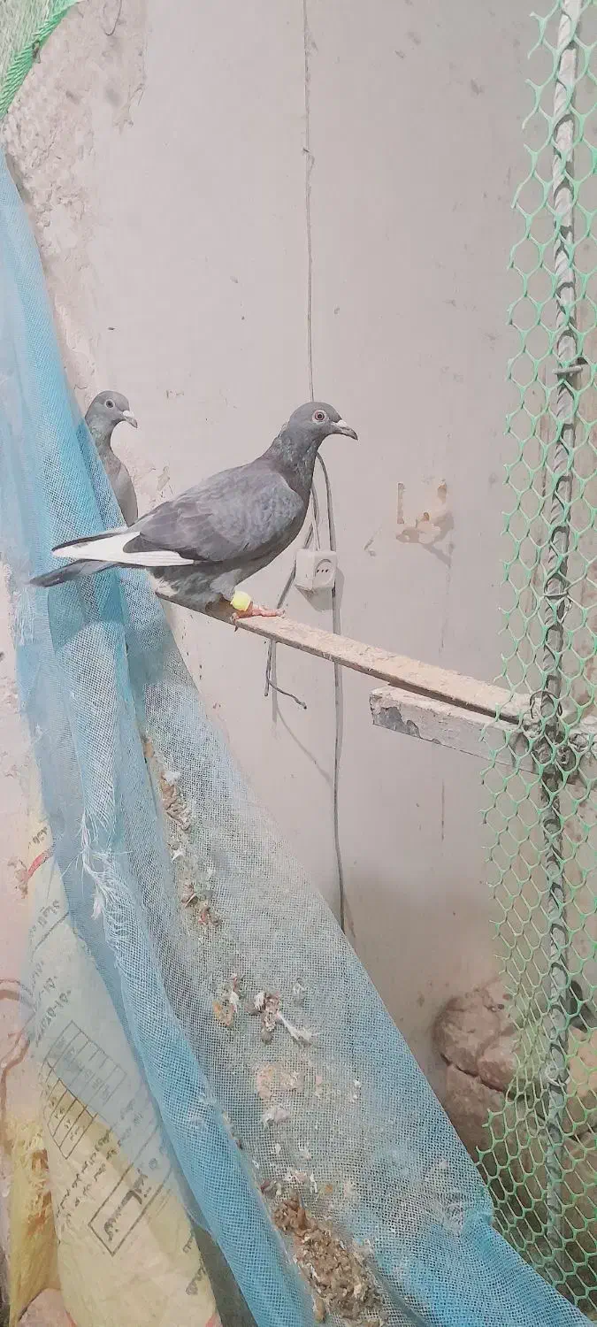 کفتر|پرنده|باخزر, |دیوار