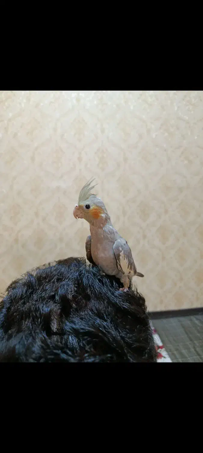 عروس هلندی کاملا دستی|پرنده|محمدشهر, جعفرآباد|دیوار