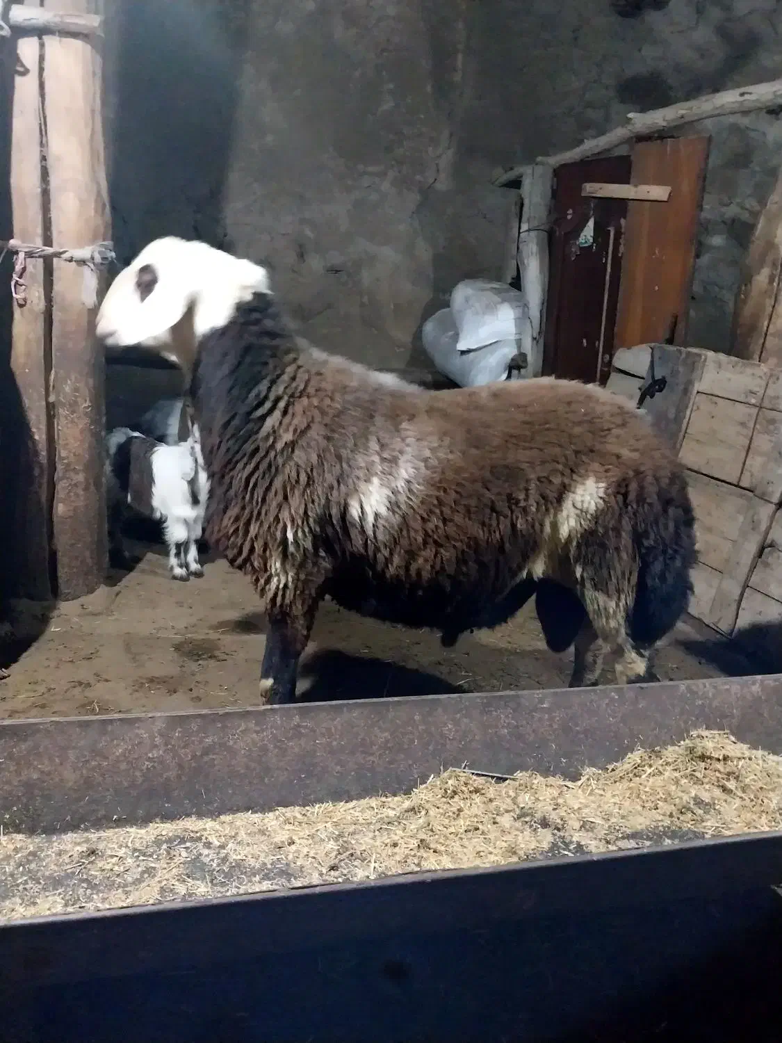 بره‌ قوچ پلنگی|حیوانات مزرعه|سراب, |دیوار