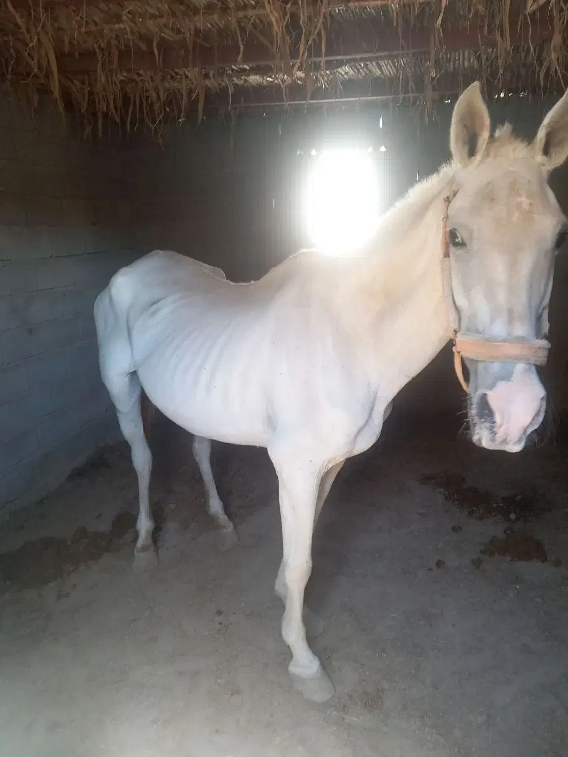 3500000|اسب و تجهیزات اسبسواری|کلاله, |دیوار