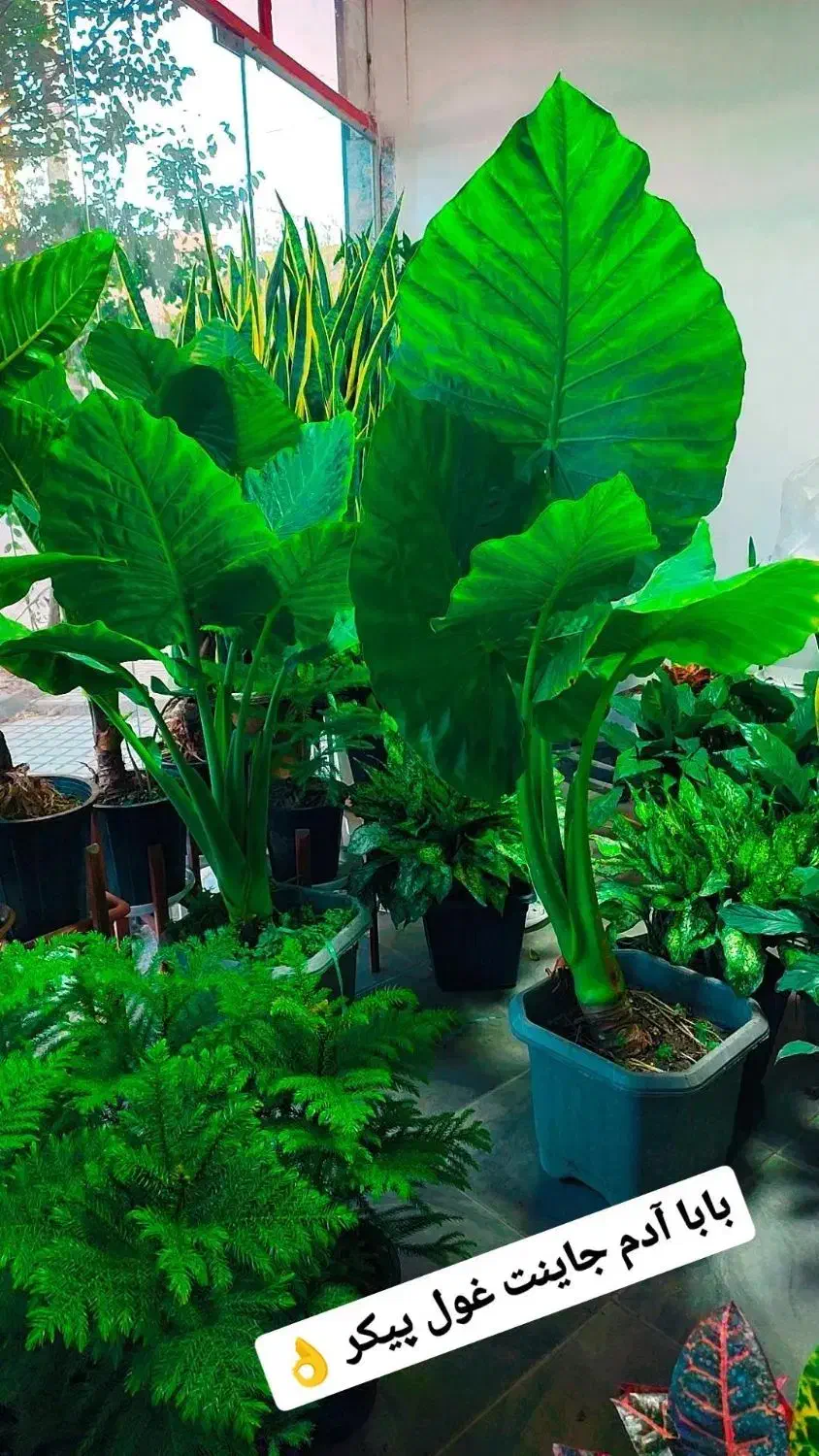 گل پروانه ای|گل و گیاه طبیعی|کرمانشاه, |دیوار