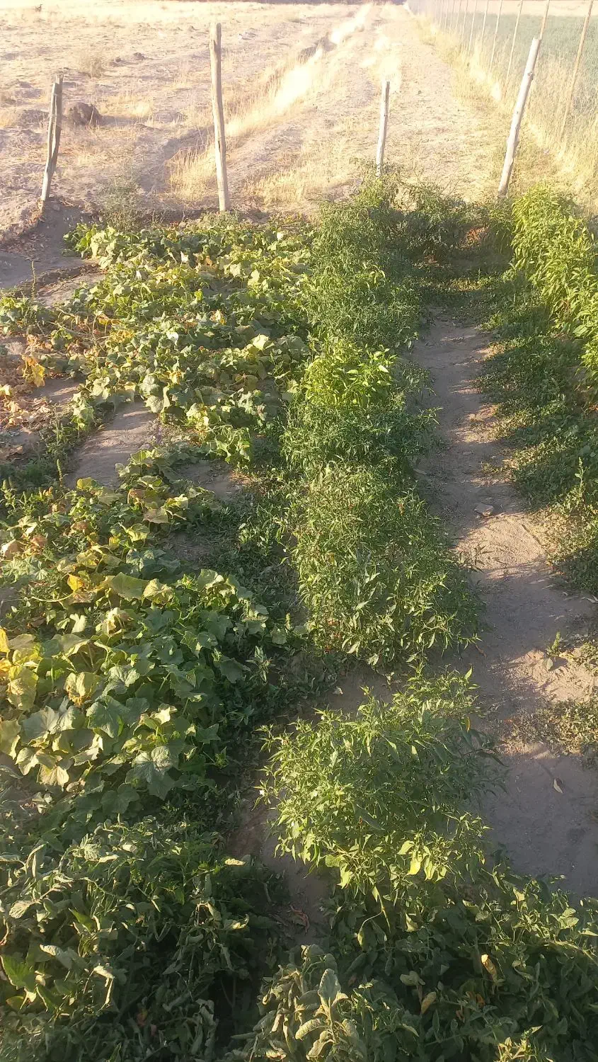 یونجه|حیوانات مزرعه|زنجان, |دیوار