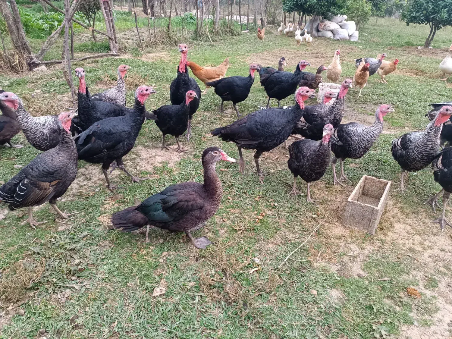 فروش بوقلبون و اردک های روسی بالغ و نزدیک به کشتار|حیوانات مزرعه|مرزیکلا, |دیوار