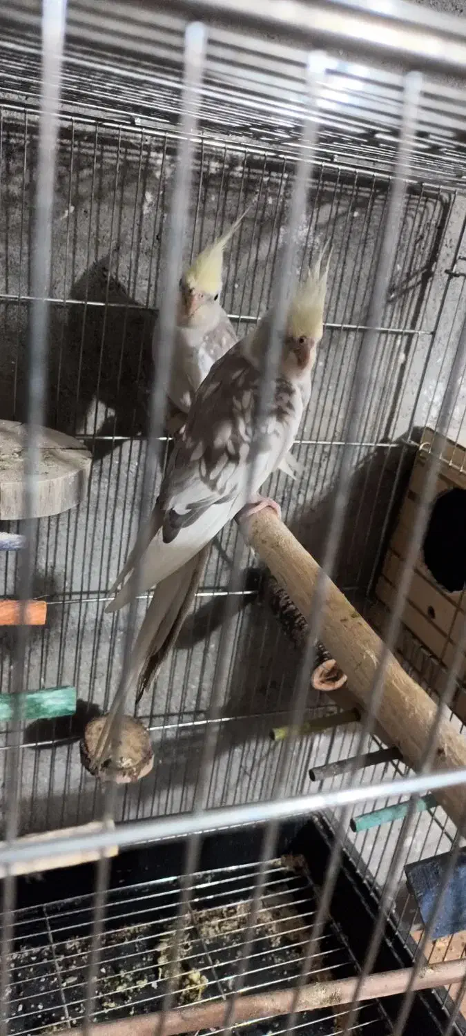 درود بر عزیزان عشق باز عروس کرم فیس سالم سلامت|پرنده|مسجد سلیمان, |دیوار