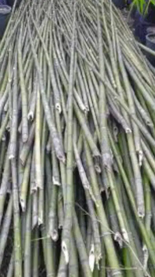 فروش و خرید نی خیزران|عمدهفروشی|قائمشهر, |دیوار