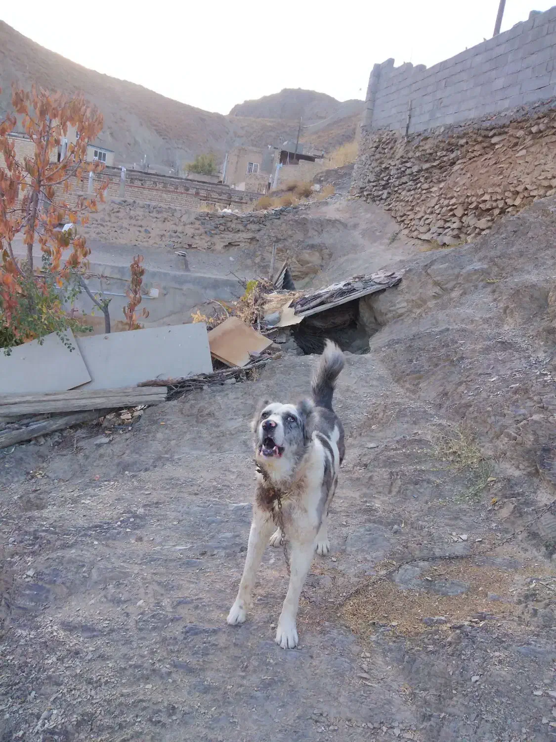 سلام سگ گله ای دهن پاک سن 1نیم جانوری|سگ|مشهد, میان ولایت|دیوار