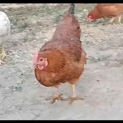 مرغ تخم گذار لوهمن|حیوانات مزرعه|تهران, شهرک استقلال|دیوار