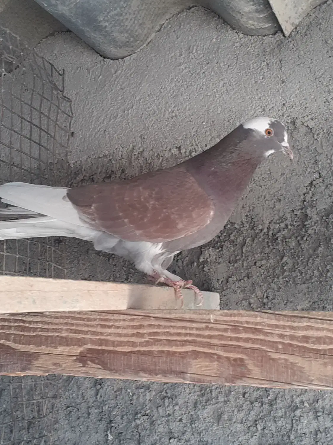 کفتر یا کبوتر پرشی|پرنده|ساوه, |دیوار