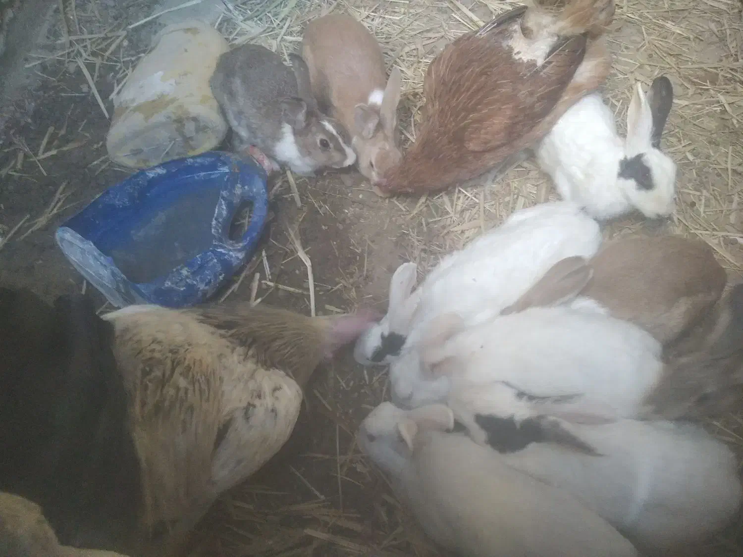 5عدد خرگوش بالغ ابست بفروش میرسد|موش و خرگوش|زهک, |دیوار