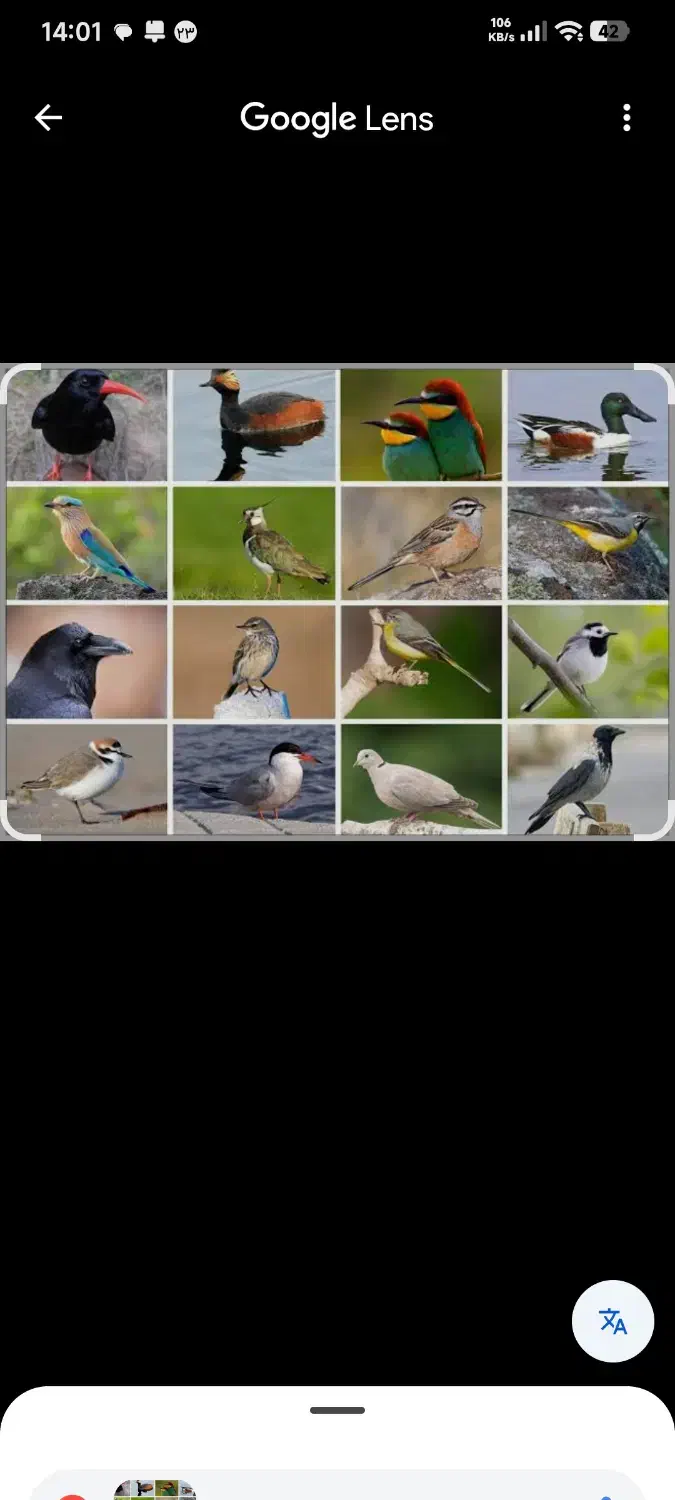 پیدا شده|حیوانات|اصفهان, شمس آباد|دیوار