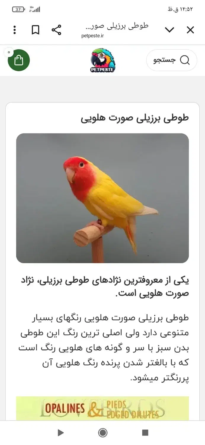 طوطی برزیلی مولد|پرنده|قشم, |دیوار