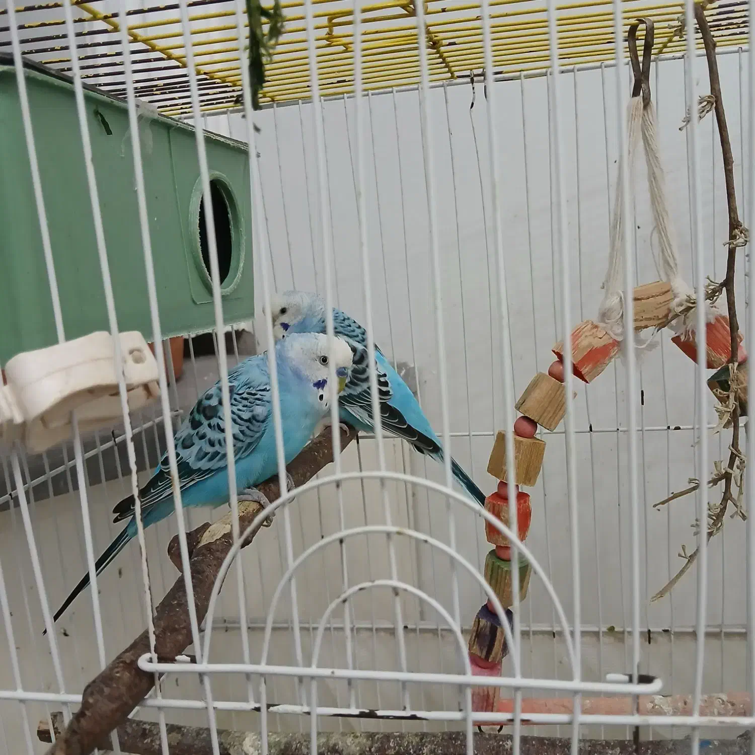 مرغ عشق نر و ماده سالم باهم با قفس|پرنده|بندر انزلی, آخرخط|دیوار