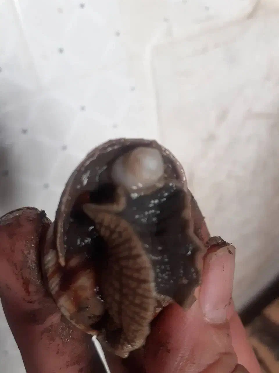 حلزون اسکارگو طبی|خزنده|اهر, |دیوار