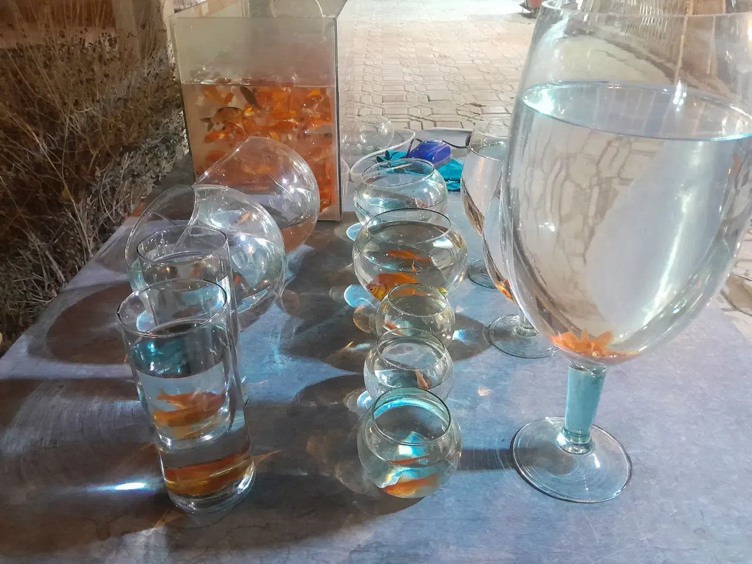 تنگ شب عید|ماهی|مبارکه, |دیوار