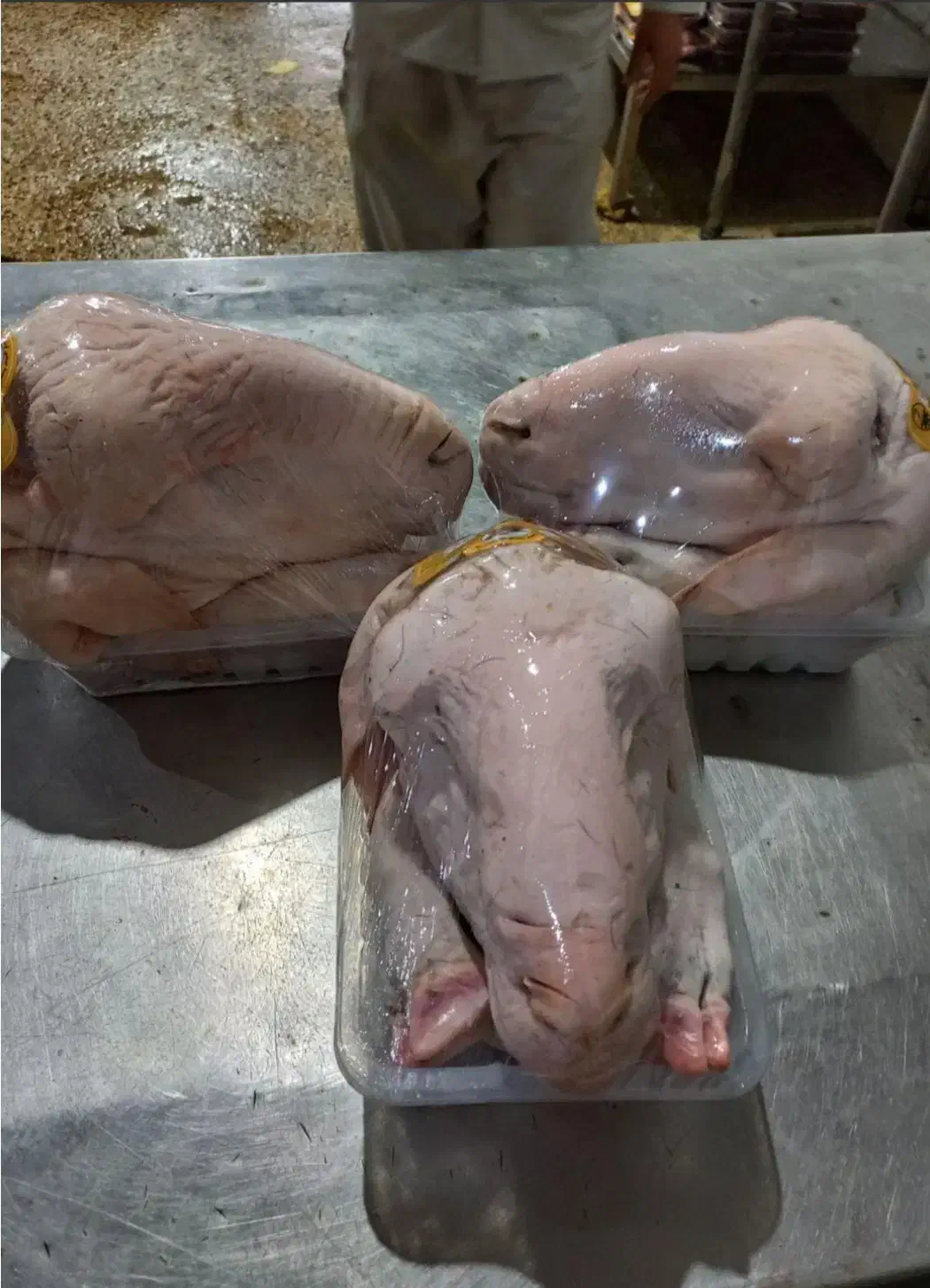 کله پاچه پاچه گوساله جگر گوساله سیرابی گوساله|خوردنی و آشامیدنی|فارسان, |دیوار