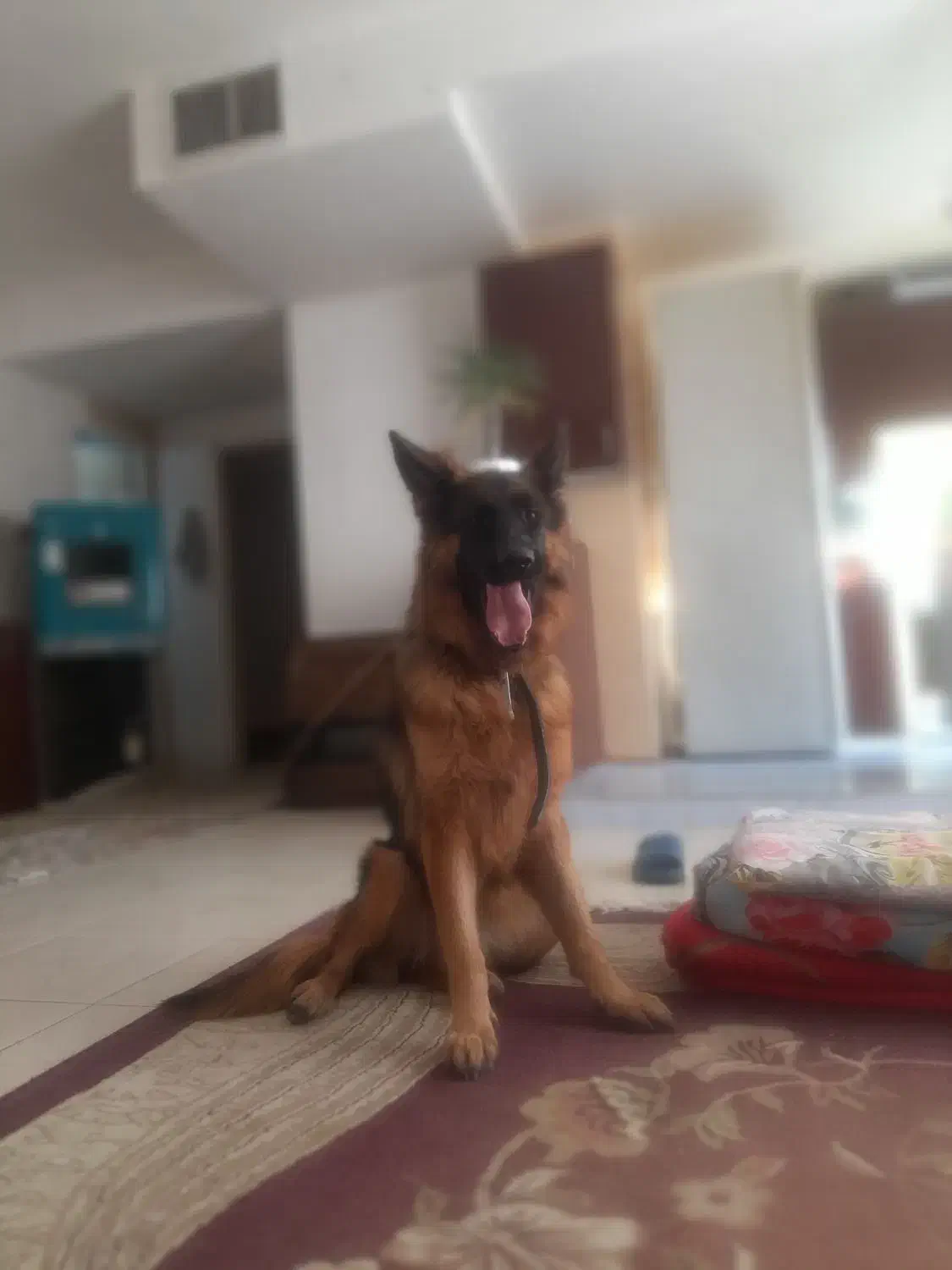 سگ ژرمن شیپر|سگ|هشتگرد, مدرس|دیوار