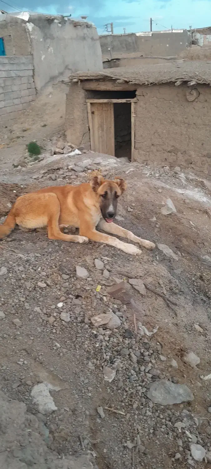 واگذاری ماده 7 ماهه دهن پاک گلگی|سگ|کاشمر, |دیوار
