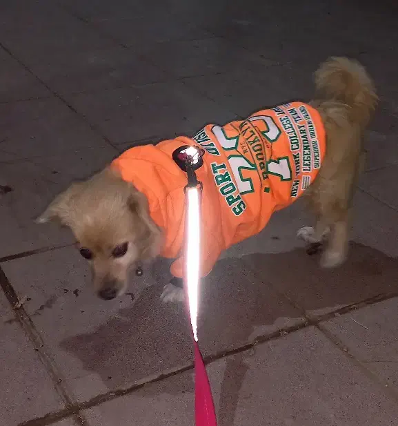 پامرین سگ ماده|سگ|محمدشهر, کوی بهار|دیوار