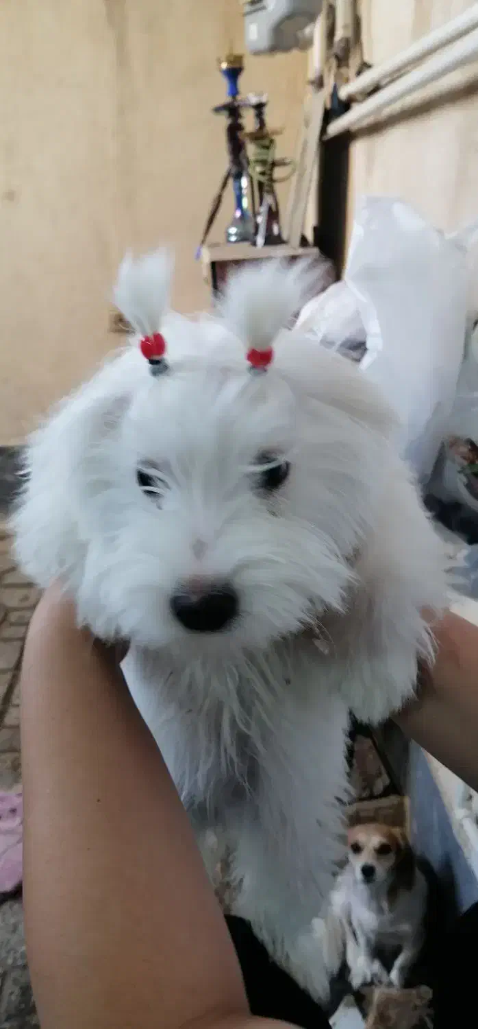 سگ‌پاپی‌فروشی|سگ|ساوه, |دیوار