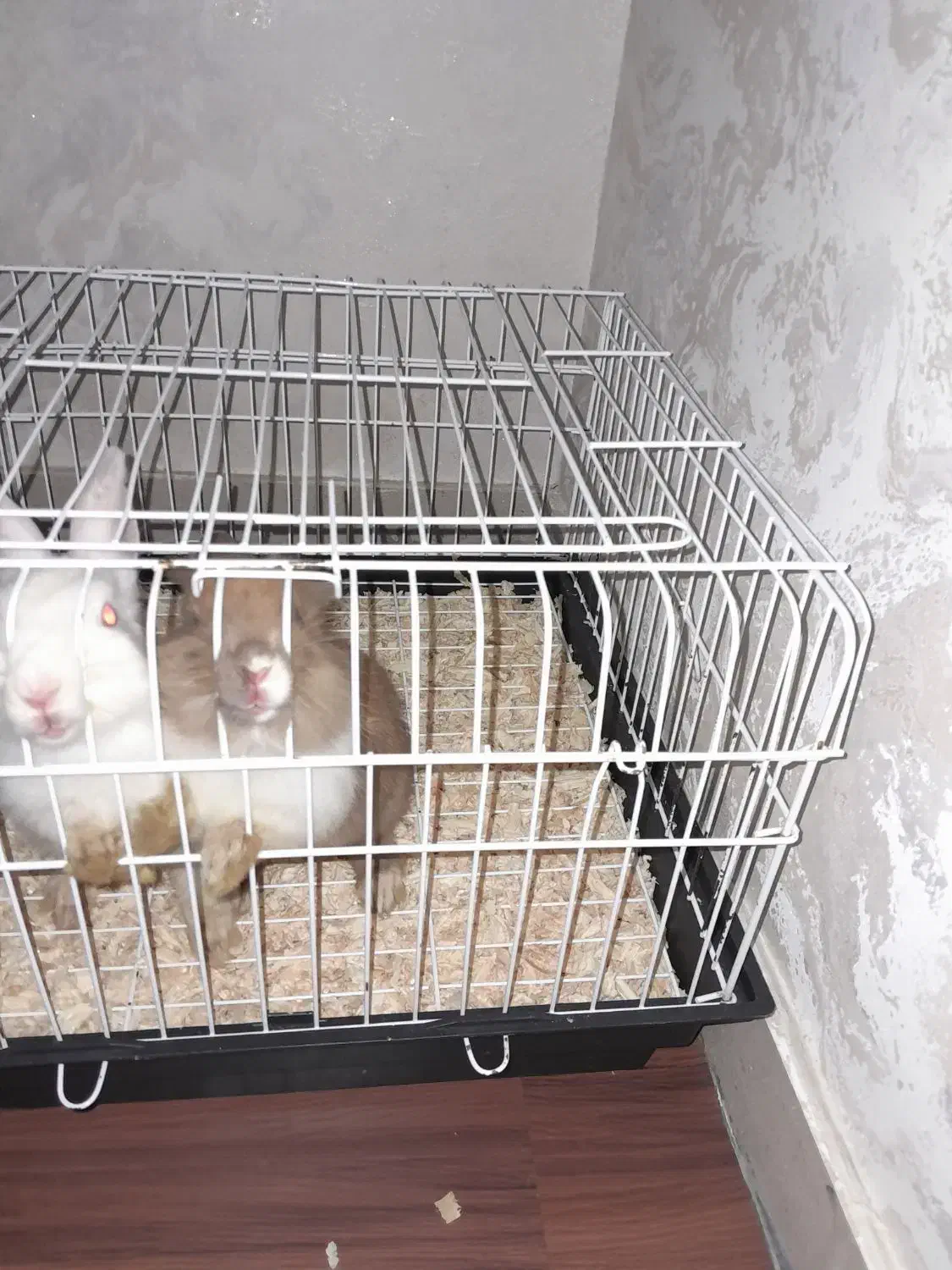 خرگوش جرسی|موش و خرگوش|بجنورد, |دیوار