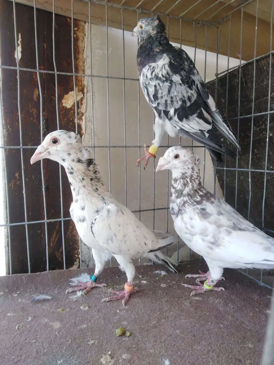 سه تا سرور کاکولی|پرنده|مشهد, فریزی|دیوار