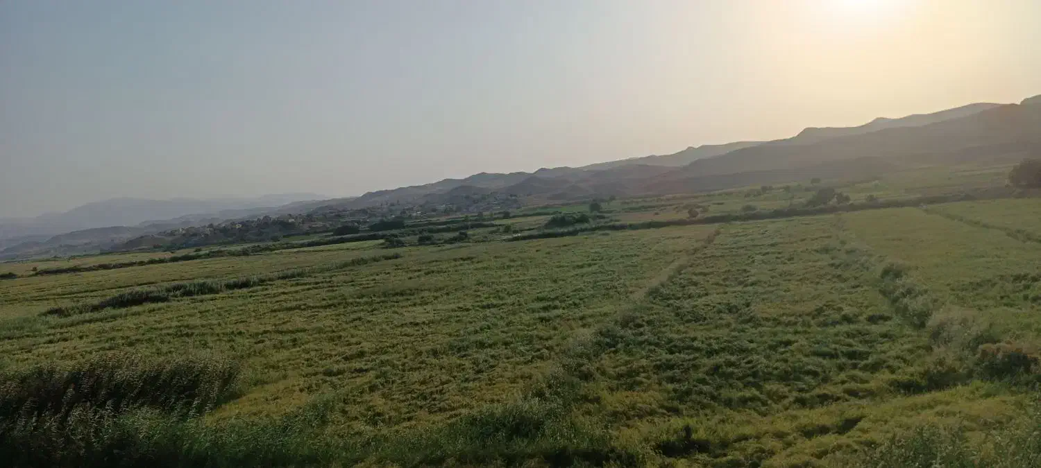 برنج هاشمی دره رود|خوردنی و آشامیدنی|گرمی, |دیوار