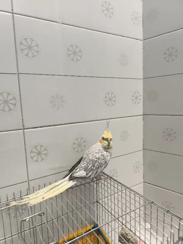 پرنده|پرنده|یاسوج, |دیوار