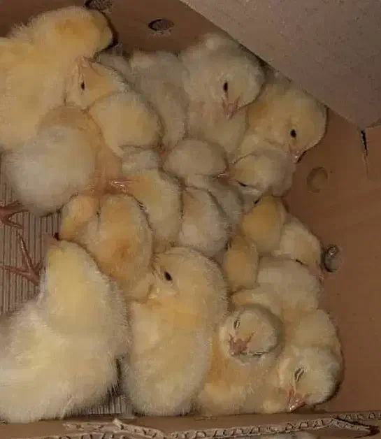 فروش جوجه گوشتی راس 308|حیوانات مزرعه|سیرجان, |دیوار