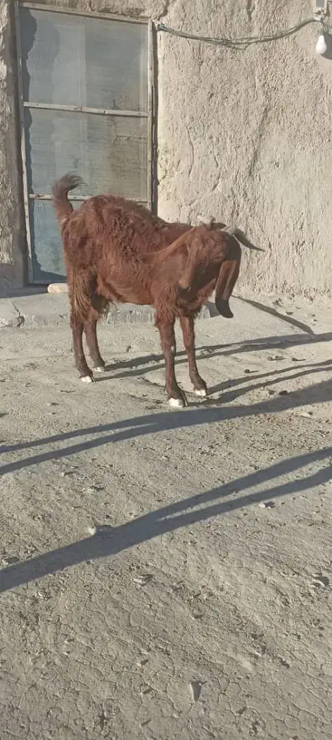 فروش بز با شنک معامله هم میکنم|حیوانات مزرعه|سراوان, |دیوار