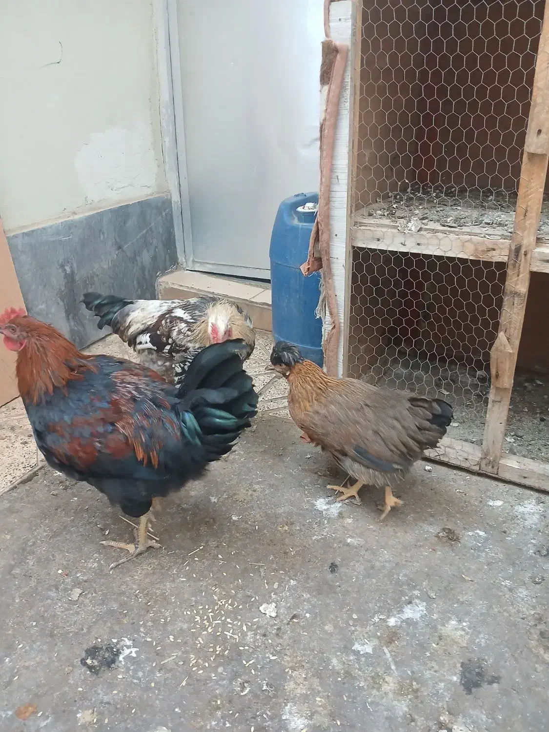 مرغ و خروس|حیوانات مزرعه|صوفیان, |دیوار