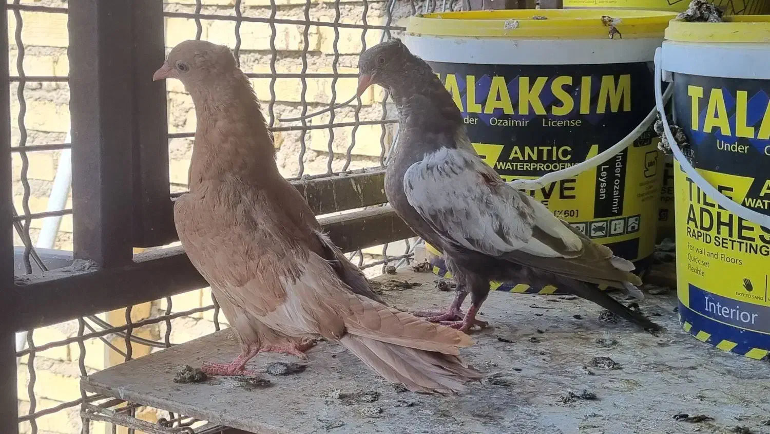 جوجه سینه ای|پرنده|حمیدیه, |دیوار