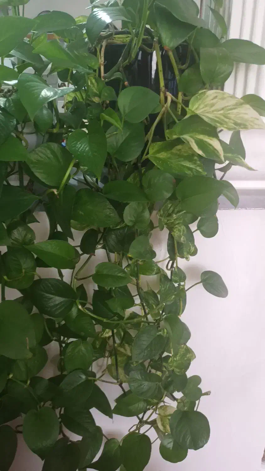 گل طبیعی|گل و گیاه طبیعی|ابهر, |دیوار