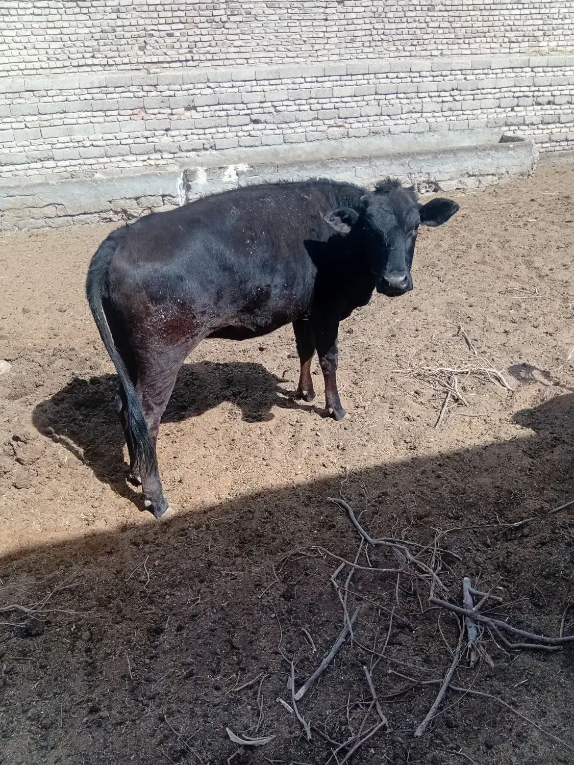 گستر ماده|حیوانات مزرعه|زابل, |دیوار