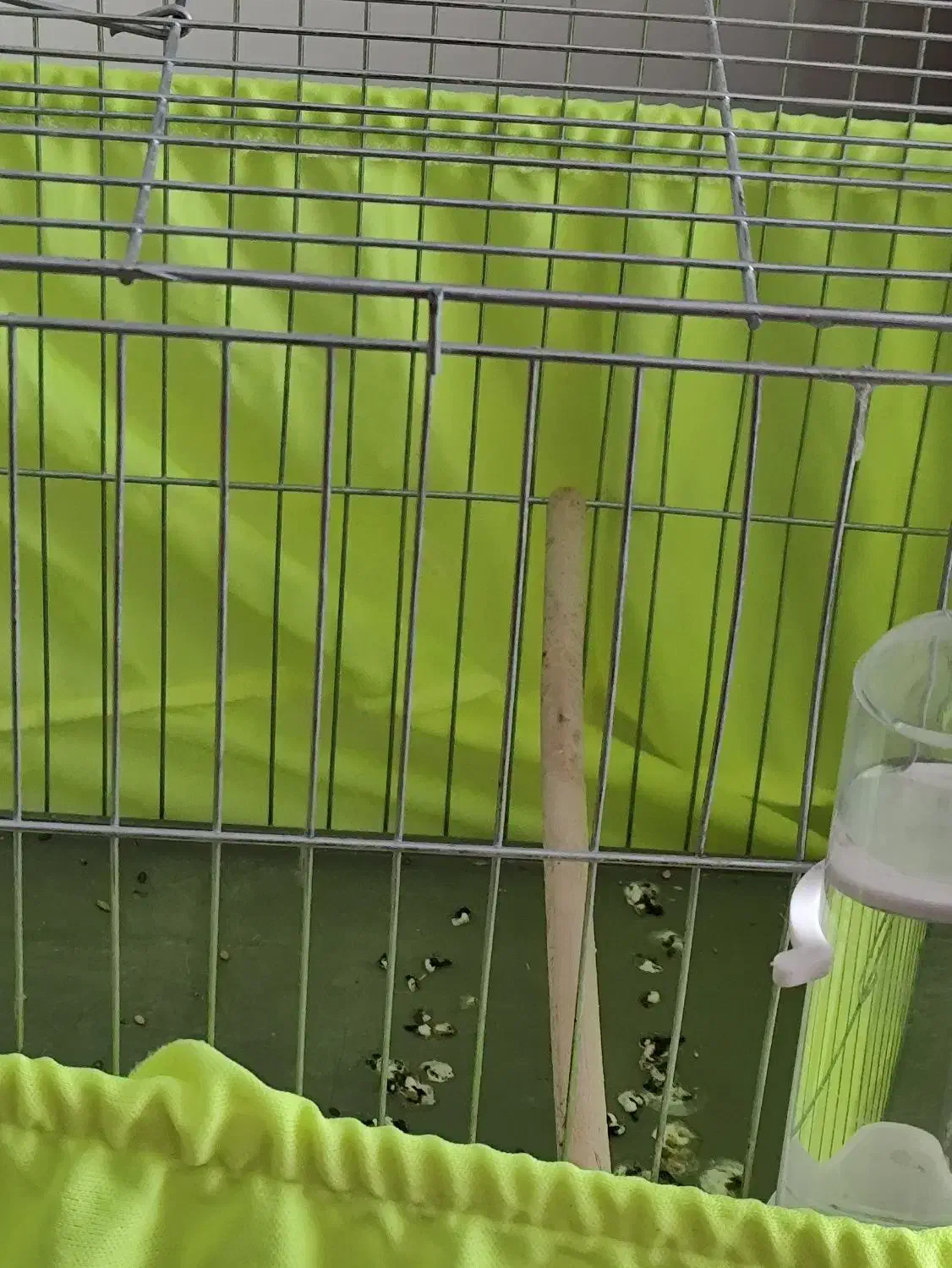 قناری نر مست مست بخونه بخون|پرنده|پردیس, فاز ۱۱|دیوار