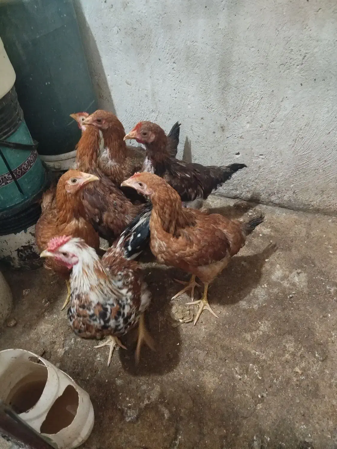 جوجه مرغ و خروس جوان|حیوانات مزرعه|ورامین, ورامین|دیوار