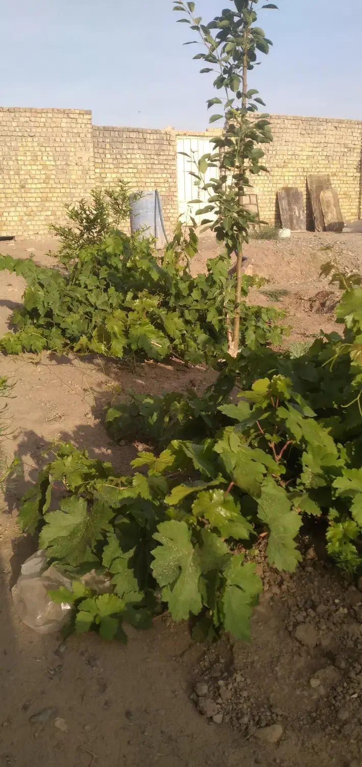 زمین جاده قمصر|فروش زمین و ملک کلنگی|کاشان, صفی آباد|دیوار