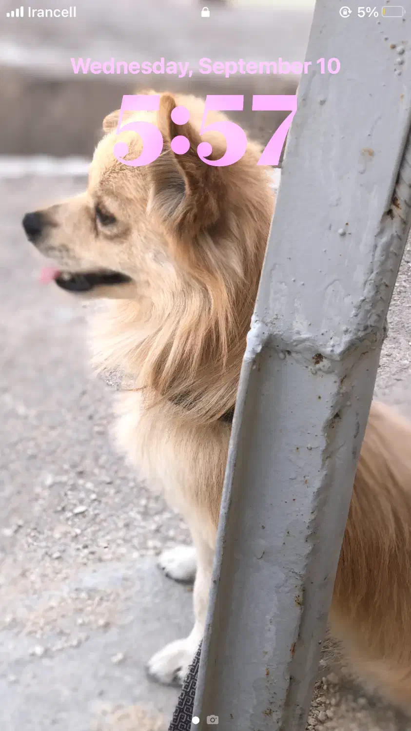 پامر روباهی|سگ|اقلید, |دیوار