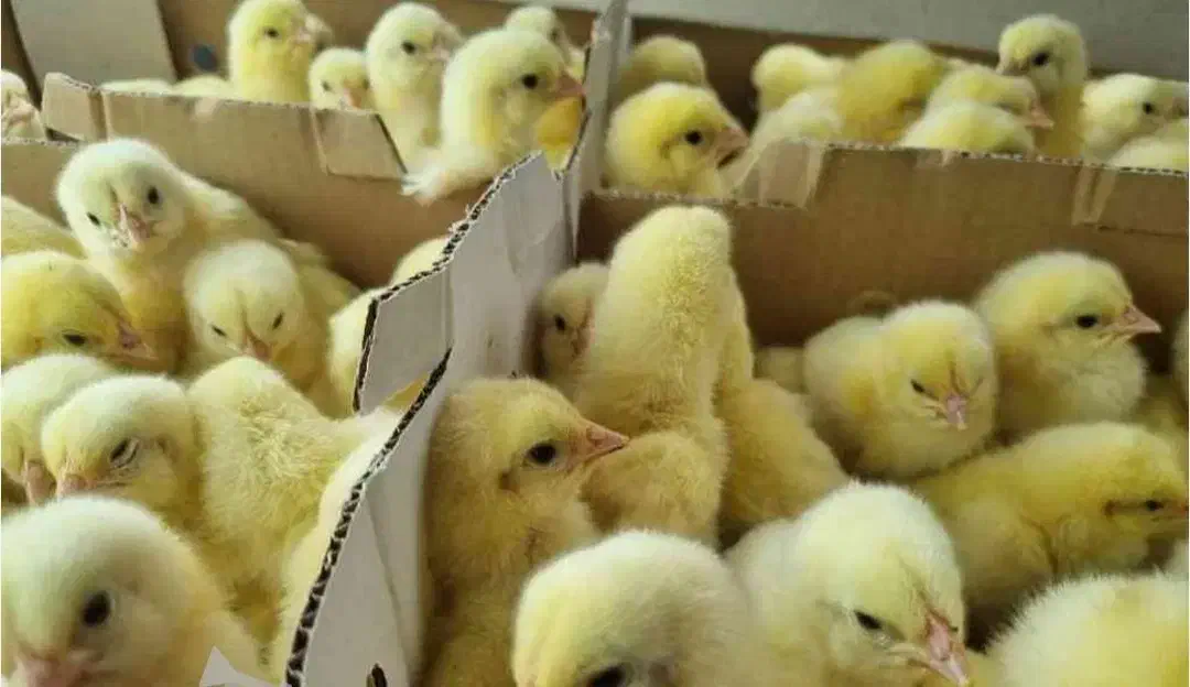 جوجه یک روز|حیوانات مزرعه|کرج, فاز ۴ مهرشهر|دیوار