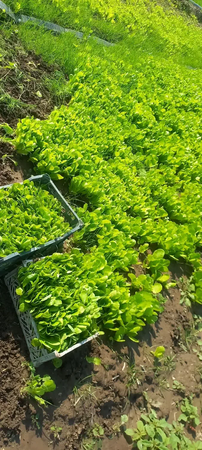 نشا   کاهو پیچ|گل و گیاه طبیعی|تاتار علیا, |دیوار