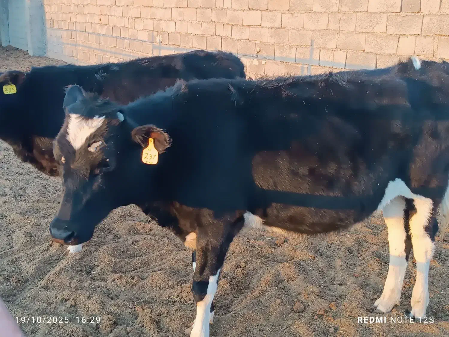 گوساله|حیوانات مزرعه|بالا ولایت, |دیوار