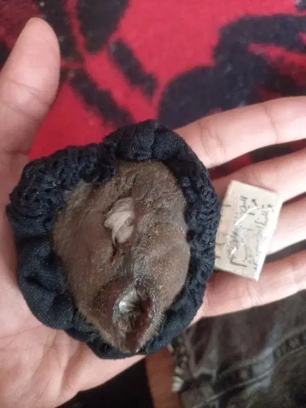 مهره هفتخال اصل اصل|کلکسیون اشیاء عتیقه|کرمانشاه, |دیوار