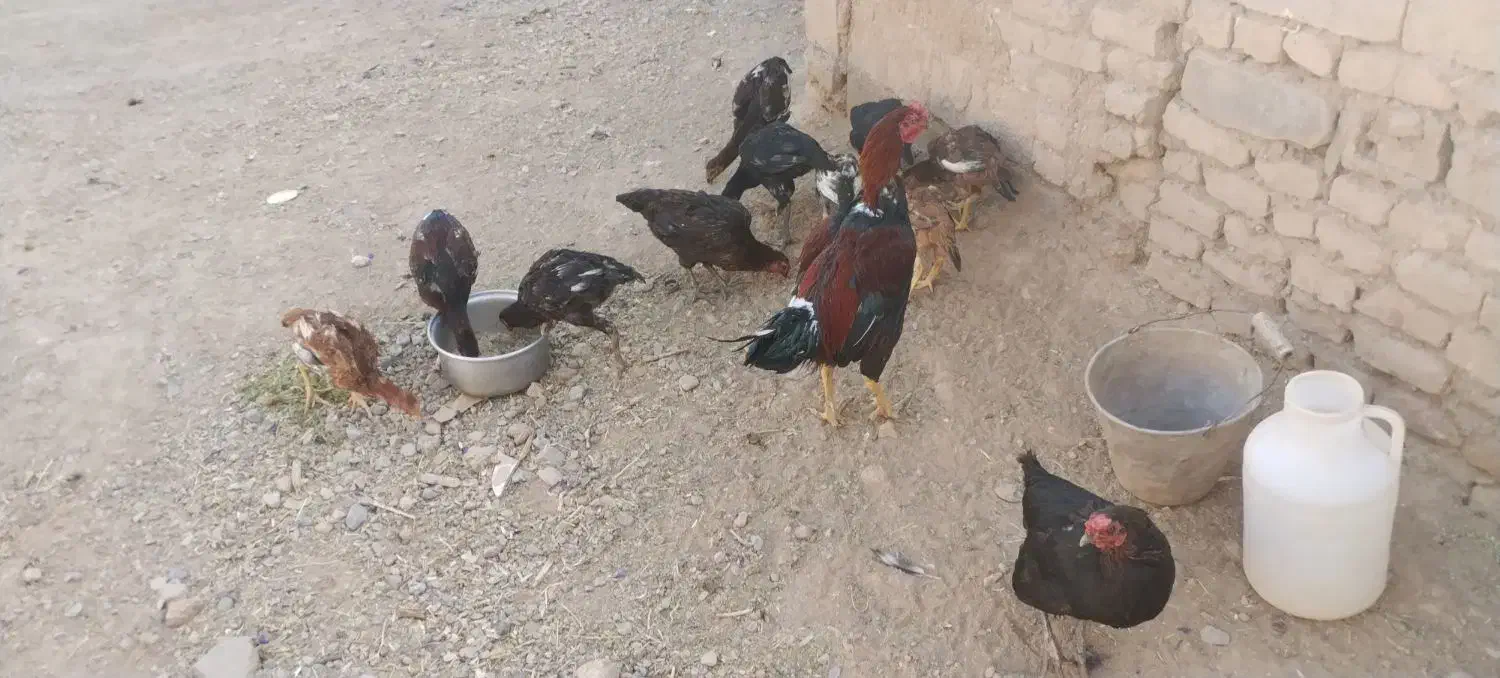 12 تا مرغ و خروس لاری|حیوانات مزرعه|تربتحیدریه, ترمینال|دیوار